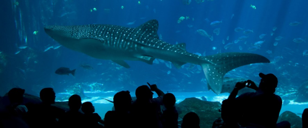 Aquarium of the Pacific